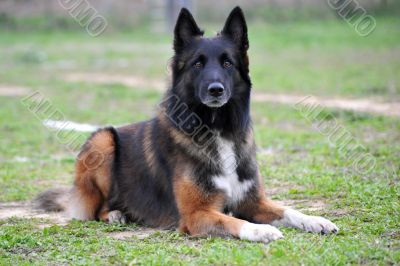 belgian shepherd tervueren