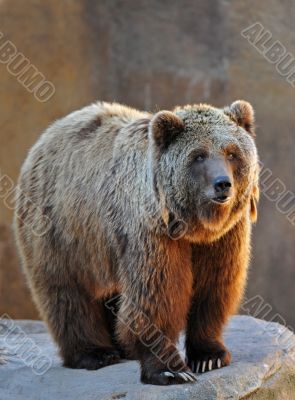 Grizzly Bear Portrait