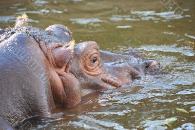 hippopotamus