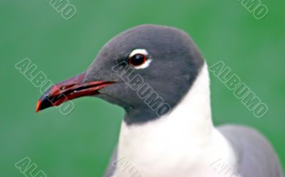 Bird Headshot