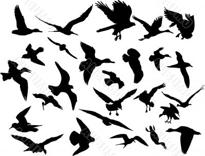 Vector flying birds Vector flying birds