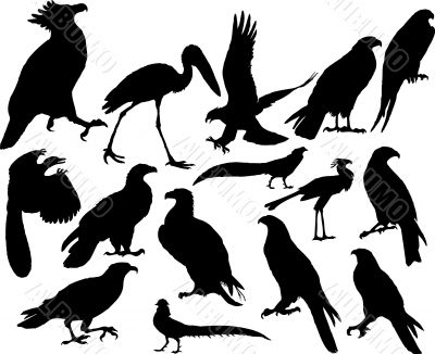 vector birds