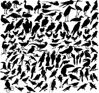 vector birds