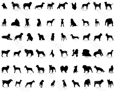 vector silhouettes of  dogs