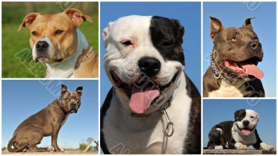 american staffordshire terrier