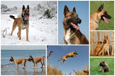 belgian shepherd malinois