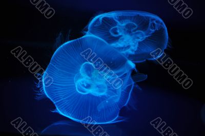 jellyfish