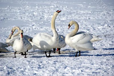 White swans 