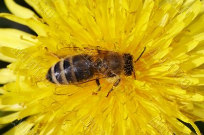 bee on the bloom