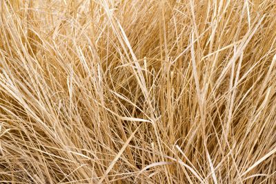 dry grass dry grass