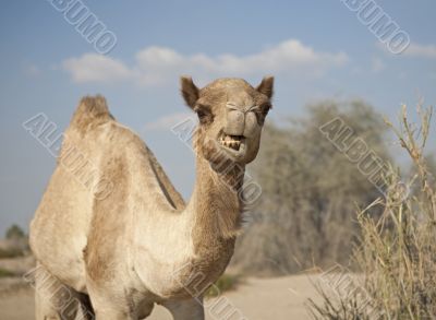 Angry camel