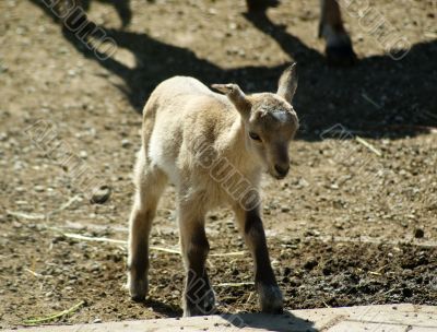 The small lamb