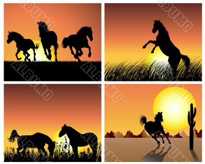 horse on sunset background