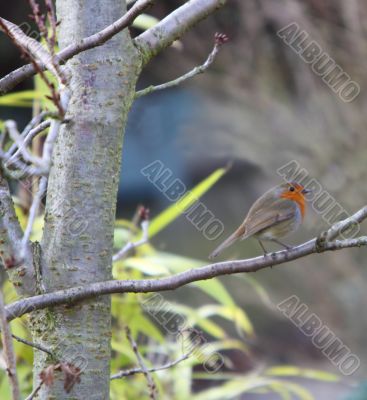 robin robin