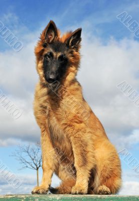 puppy belgian shepherd