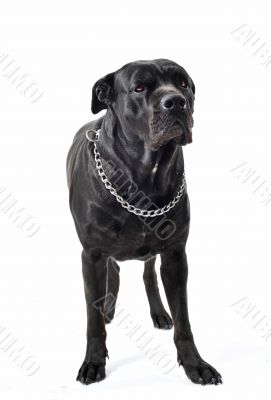 italian mastiff