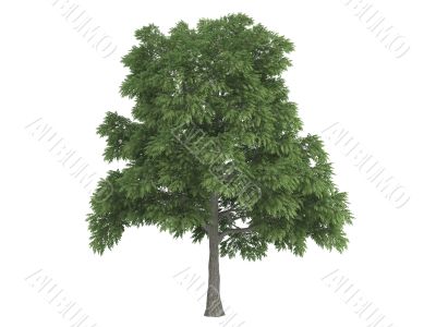 Sassafras Sassafras