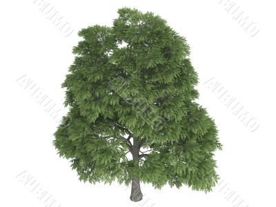 Sassafras Sassafras