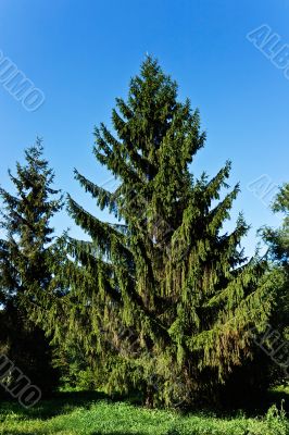 Fine summer fur-tree ready to Christmas.