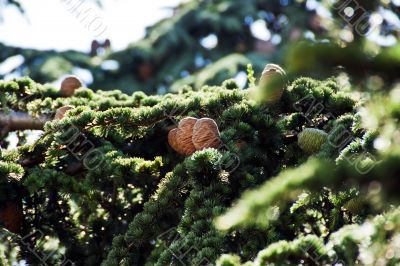 Fir cones approaching for Christmas subjects