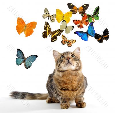 young norwegian cat and butterfly