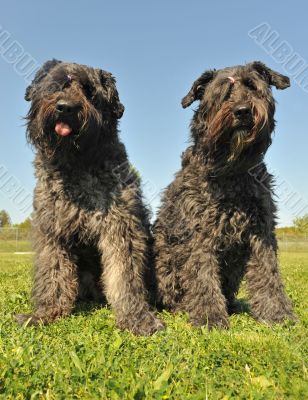 bouvier des Flandres