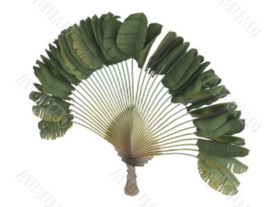 Traveler`s palm or Ravenala madagascariensis
