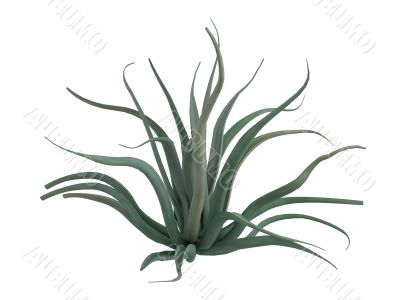 Octopus agave or Agave vilmoriniana