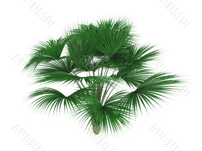 Coco-de-mer palm or Lodoicea maldivica