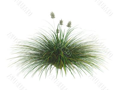 Idaho fescue or Festuca idahoensis