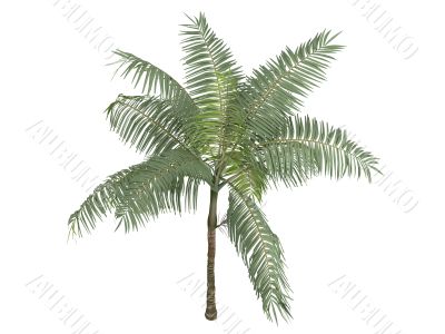 Princess palm or Dictyosperma album