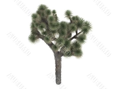 Joshua tree or Yucca brevifolia