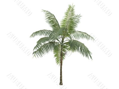 Princess palm or Dictyosperma album