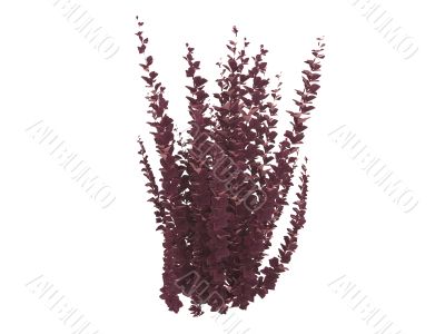 Helmond pillar barberry Helmond pillar barberry