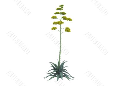 Century plant or Agave americana