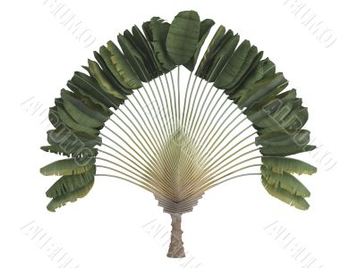 Traveler`s palm or Ravenala madagascariensis