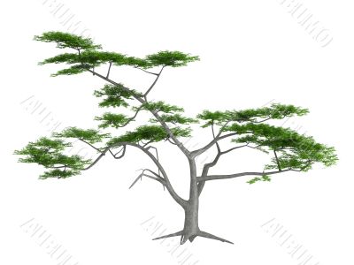 Whitethorn acacia or Acacia constricta