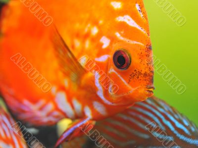 red discus