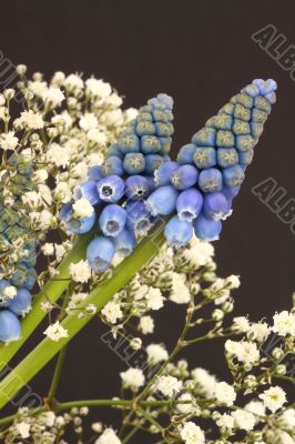 muscari and gypsophila on a plain background