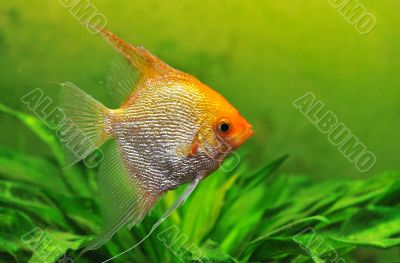 pterophyllum scalare