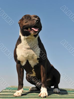 american staffordshire terrier