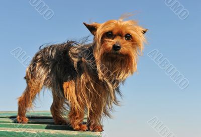 yorkshire terrier