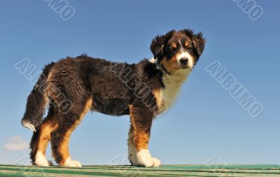 puppy australian shepherd