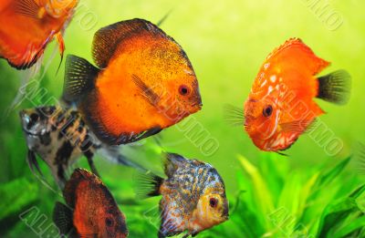 discus in aquarium
