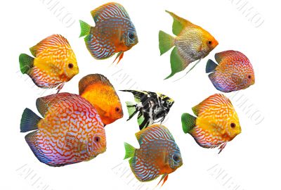 group of fishes