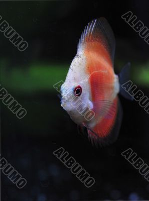 young discus