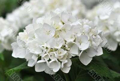 white  Hydrangea (Hortensia)