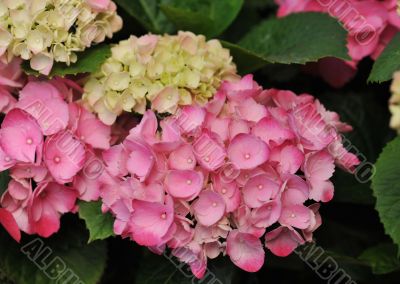 pink  Hydrangea (Hortensia)