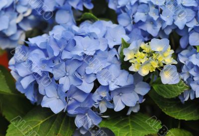 Blue Hydrangea (Hortensia) 
