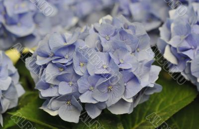 Blue Hydrangea (Hortensia)